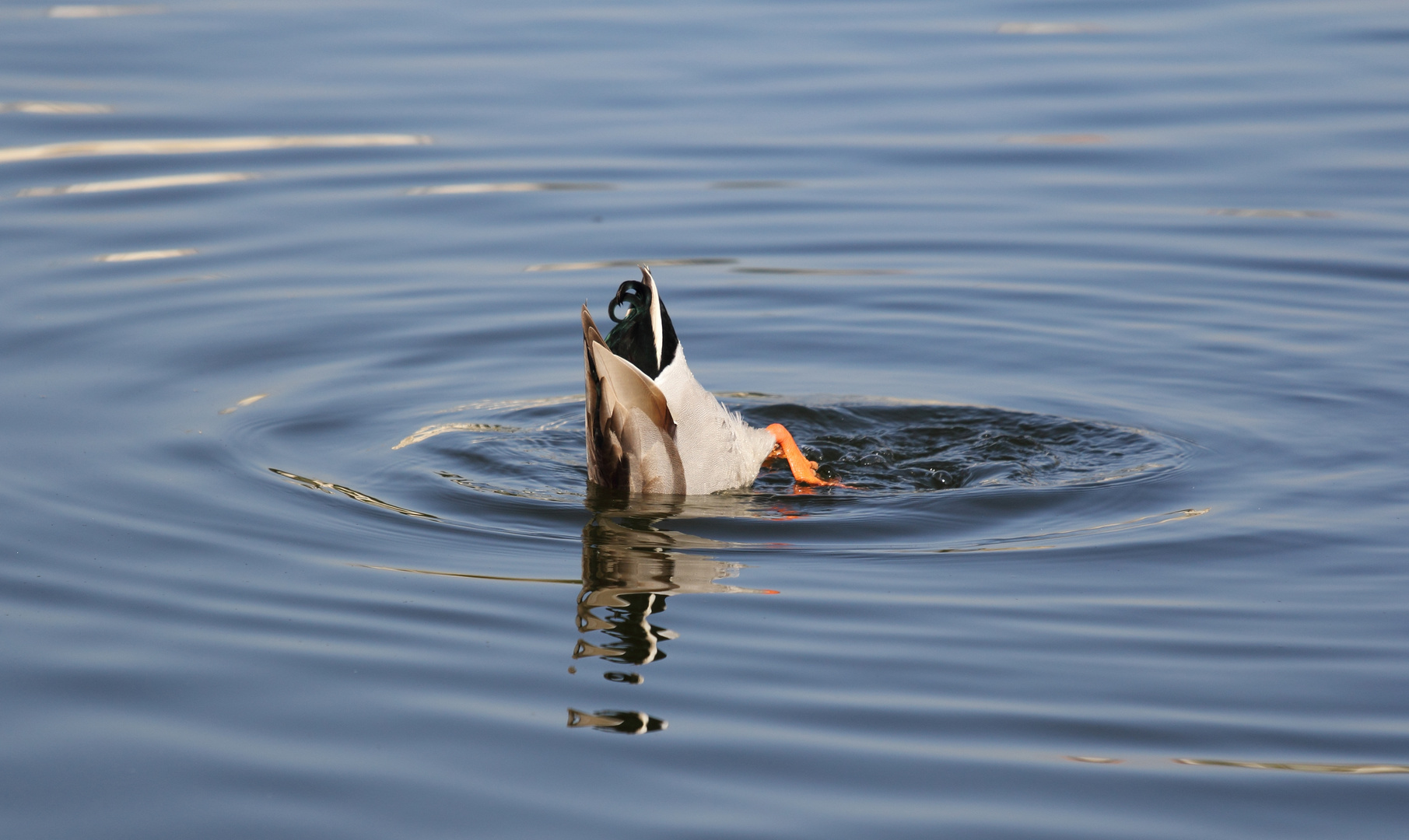 Acrobazie  acquatiche