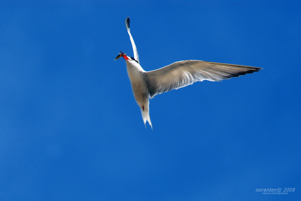 Acrobazie culinarie...