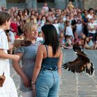 acrobazie del falco e' del suo falconiere 01