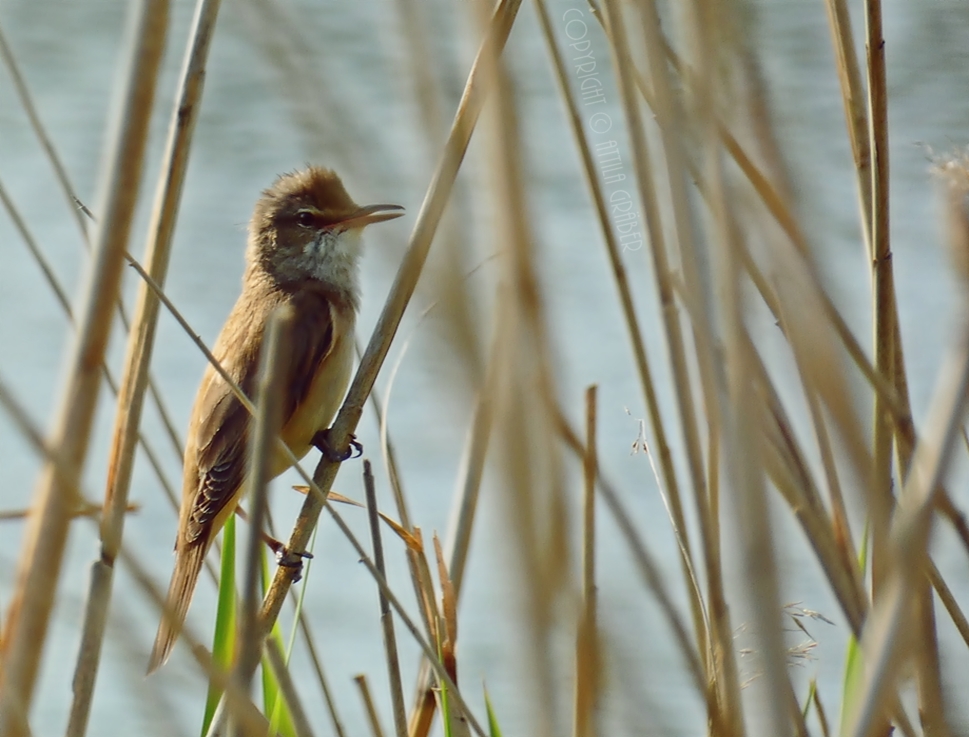 Acrocephalus arundinaceus