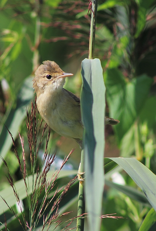 Acrocephalus palustris