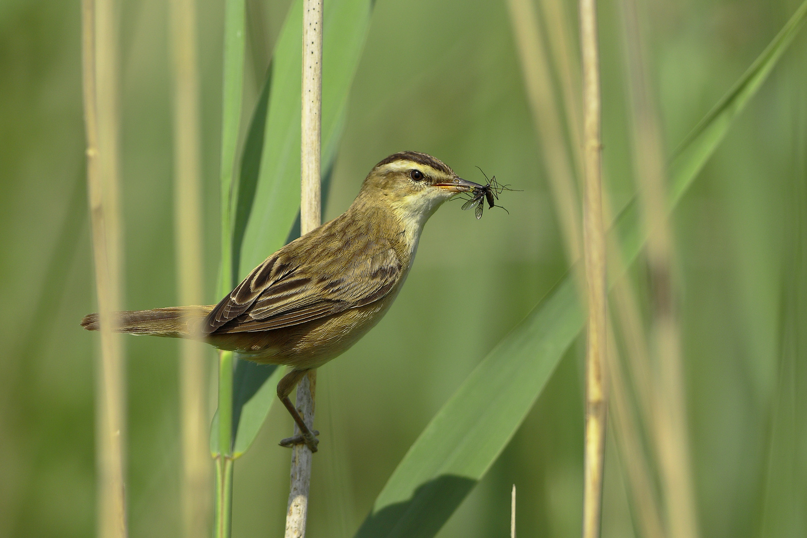 Acrocephalus schoenobaenus - Der Schilfrohrsänger 