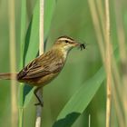 Acrocephalus schoenobaenus - Der Schilfrohrsänger 