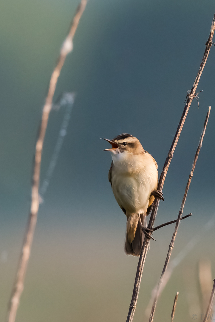 Acrocephalus schoenobaenus: macht seinem Namen alle Ehre 