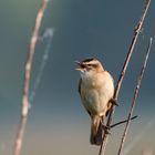 Acrocephalus schoenobaenus: macht seinem Namen alle Ehre 