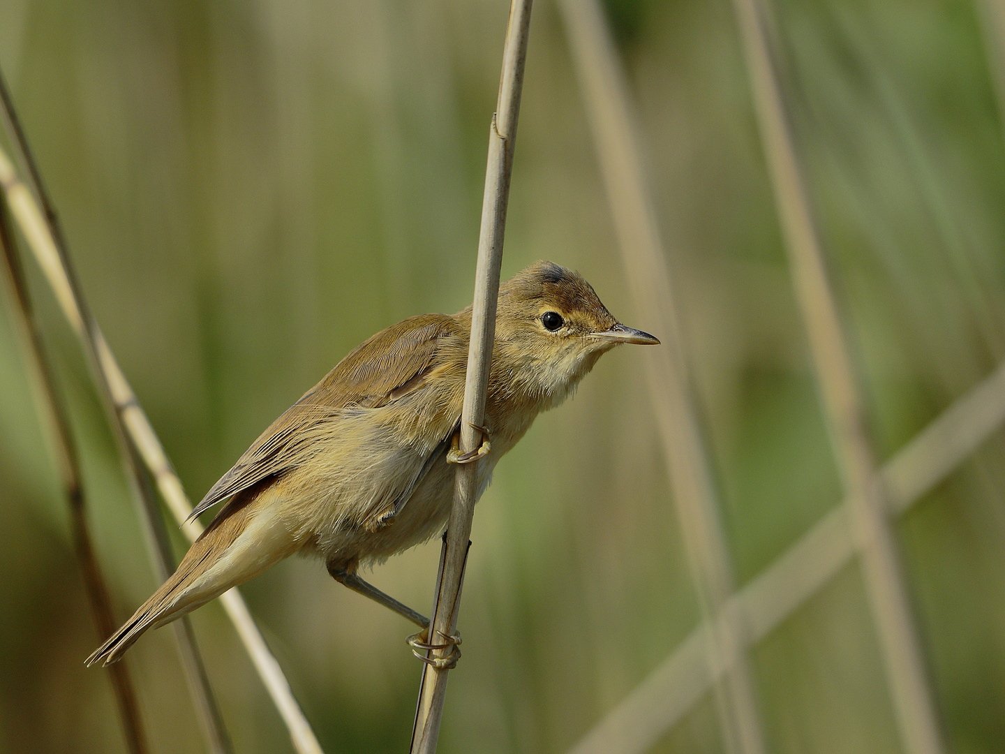 Acrocephalus scirpaceus - Der Teichrohrsänger