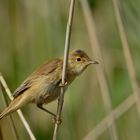 Acrocephalus scirpaceus - Der Teichrohrsänger