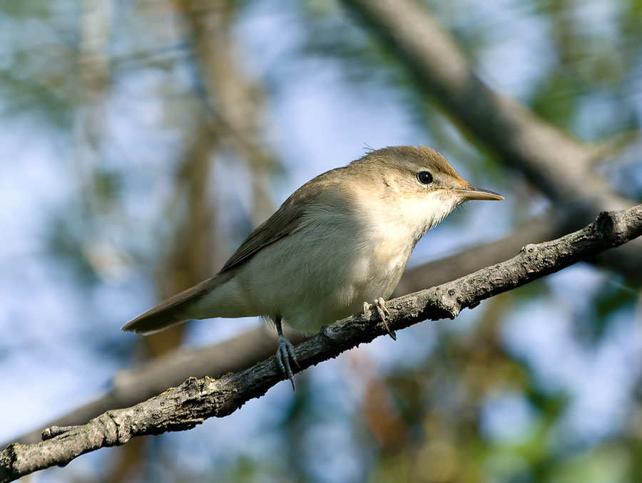 Acrocephalus shoenobaenus