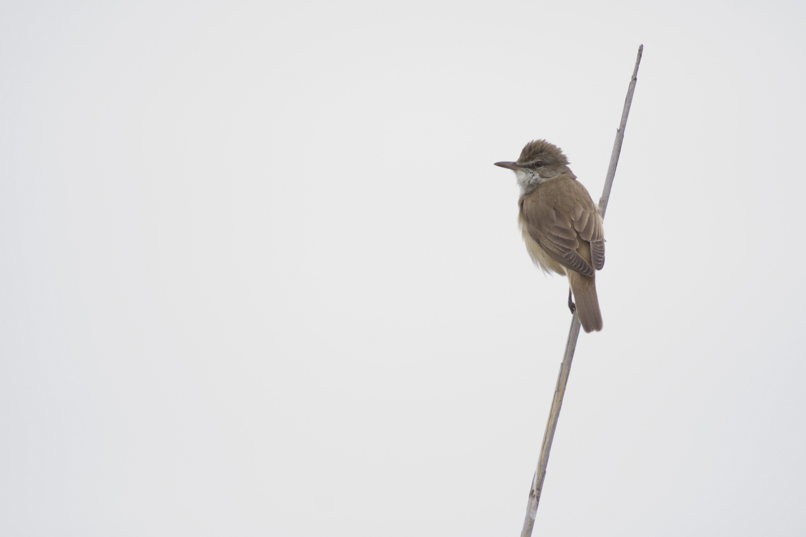 Acroephalus arundinaceus