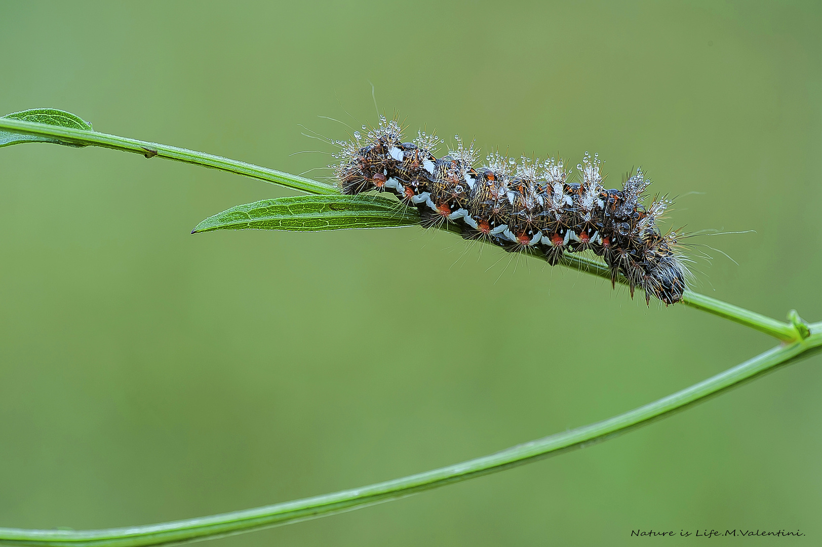 Acronica rumicis-caterpillar.