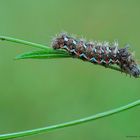 Acronica rumicis-caterpillar.