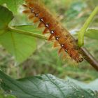 Acronicta aceris