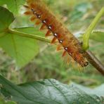 Acronicta aceris