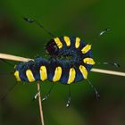 Acronicta alni, Erlen-Rindeneule