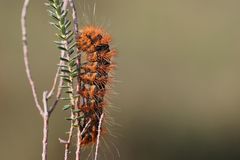 " Acronicta auricoma "