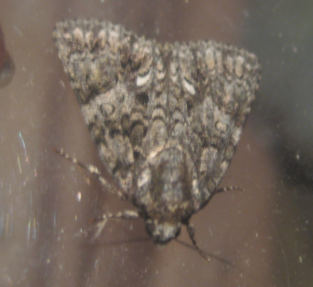 Acronicta auricoma 