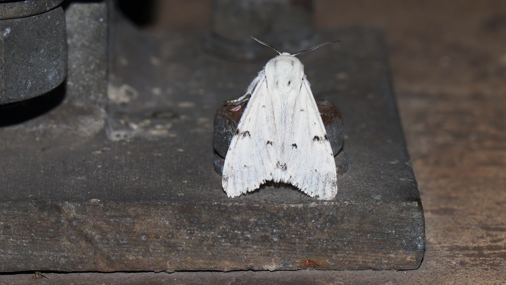 Acronicta leporina