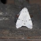 Acronicta leporina