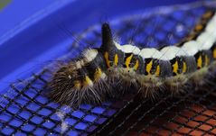 Acronicta psi