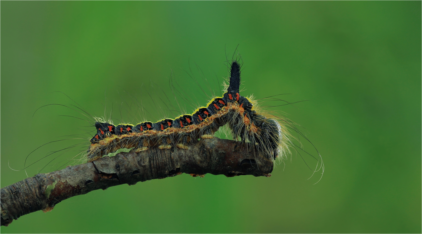 Acronicta psi