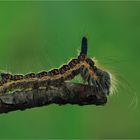 Acronicta psi