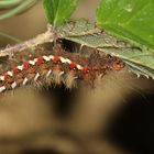 Acronicta rumicis