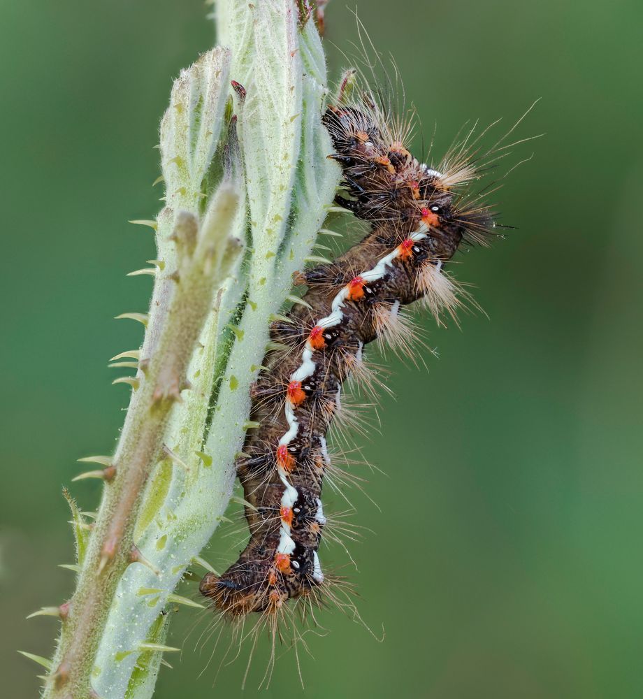 Acronicta rumicis