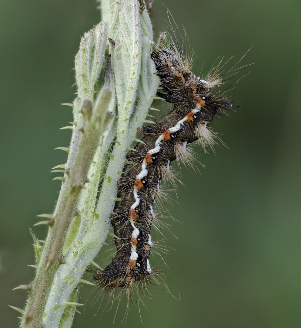 Acronicta rumicis