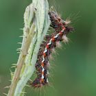 Acronicta rumicis