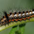 Acronicta rumicis