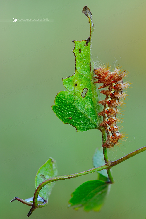 Acronicta rumicis