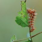 Acronicta rumicis