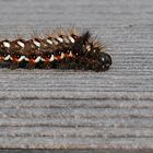 Acronicta rumicis