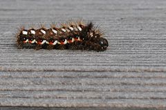 Acronicta rumicis