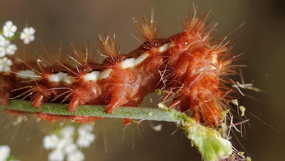 Acronicta rumicis