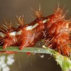 Acronicta rumicis