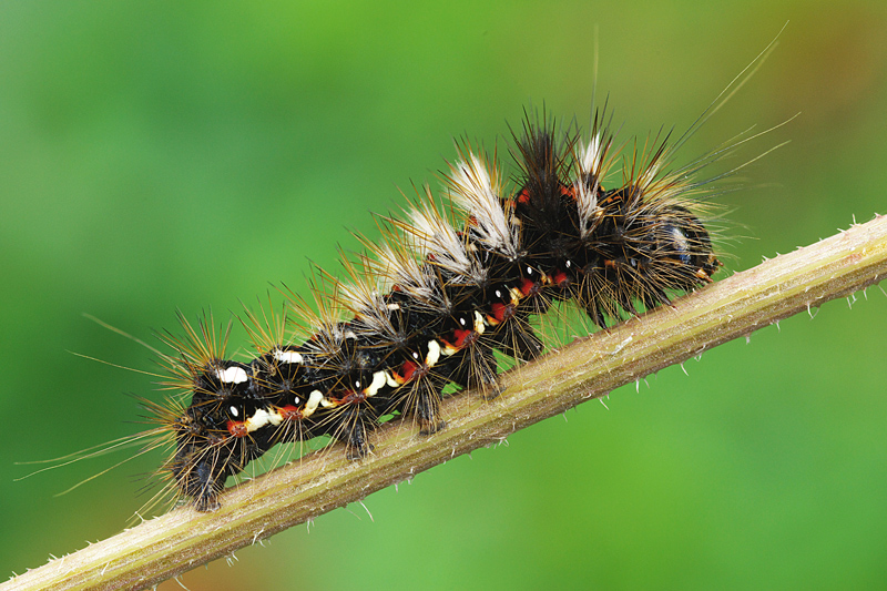 Acronicta rumicis