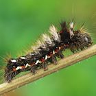 Acronicta rumicis