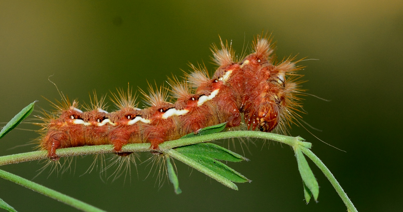 Acronicta rumicis