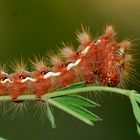 Acronicta rumicis