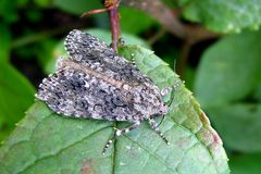 Acronicta rumicis