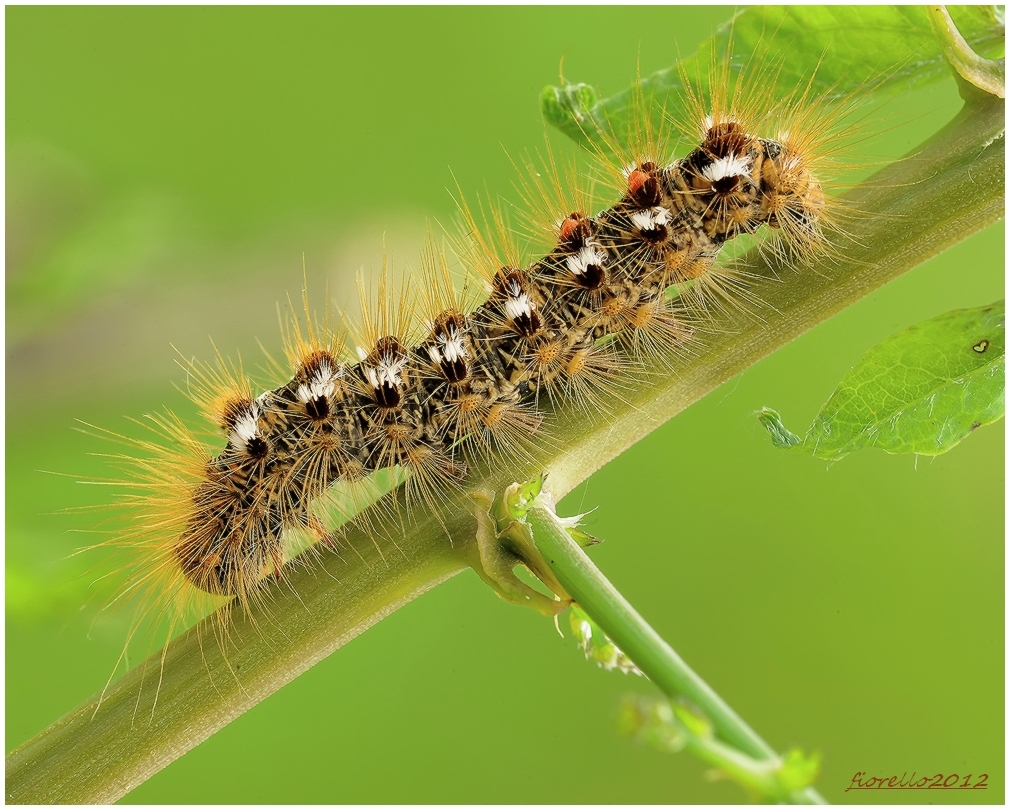 Acronicta rumicis