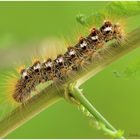 Acronicta rumicis