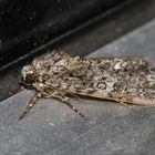 Acronicta rumicis