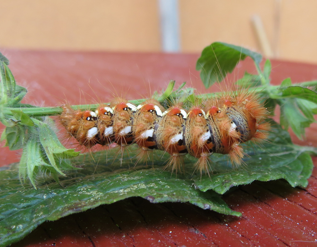 Acronicta rumicis -  Ampfereule