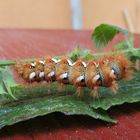 Acronicta rumicis -  Ampfereule