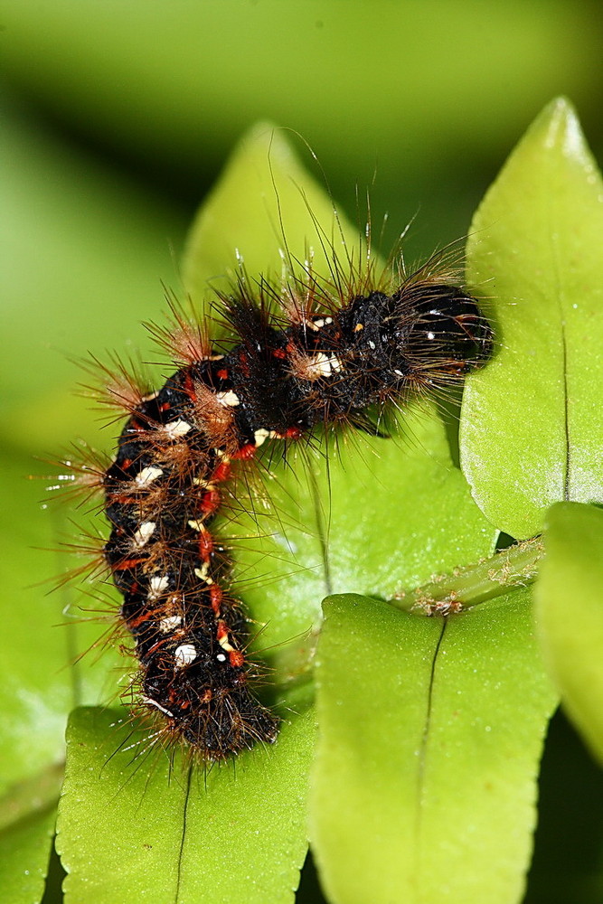 Acronicta rumicis