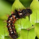 Acronicta rumicis