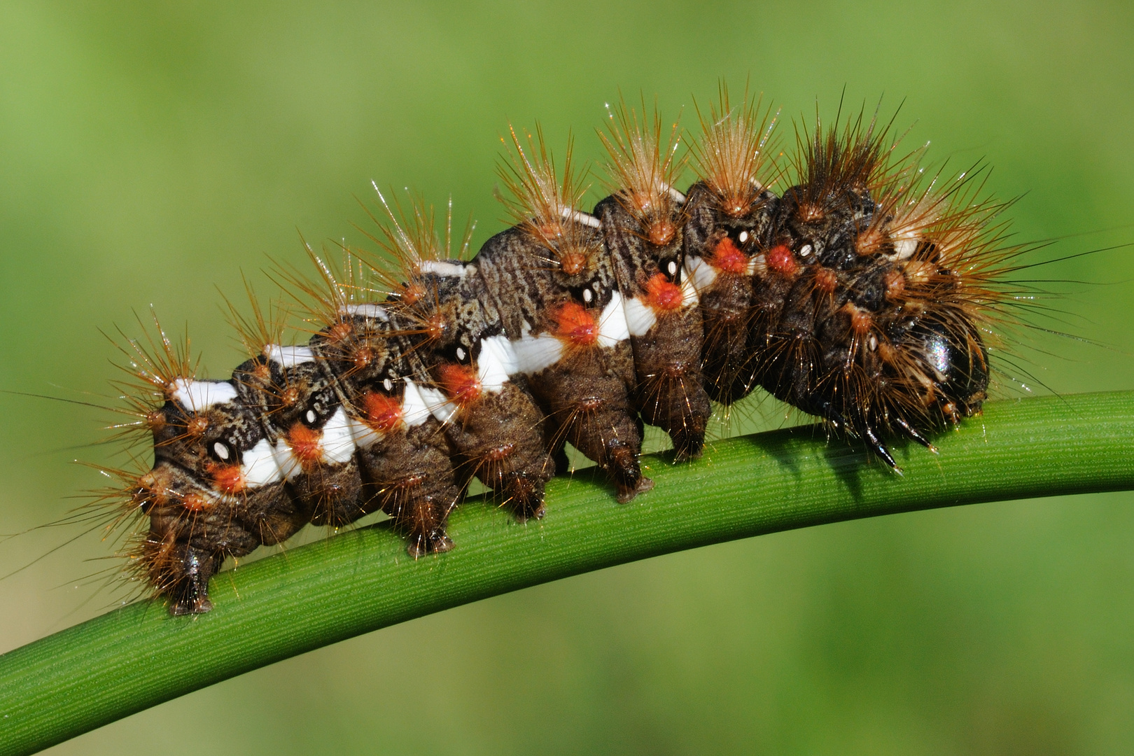 Acronicta rumicis