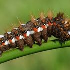 Acronicta rumicis